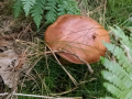 foto09